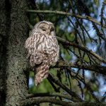 Close-up of a Ural Owl perched on a tree branch in a tranquil forest, showcasing detailed plumage.