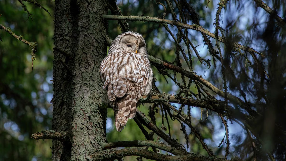 Close-up of a Ural Owl perched on a tree branch in a tranquil forest, showcasing detailed plumage.
